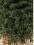 Штучна Ялинка Koroleva зелена 1,5м